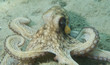Common Octupus, picture taken in Palm Beach County, Florida.