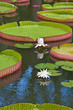 nénuphar géant, victoria amazonica, île Maurice nénuphar géant, victoria amazonica, île Maurice