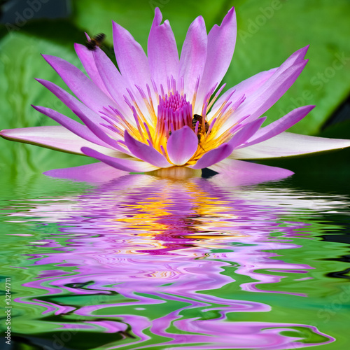 Foto: reflets de fleur de nénuphar reflets de fleur de nénuphar