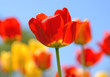 Red tulip