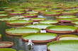 nénuphars victoria amazonica, Pamplemousses, île Maurice nénuphars victoria amazonica, Pamplemousses, île Maurice