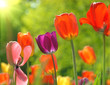 Spring Beauty