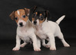 JACK RUSSELL