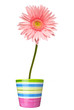 flower nature garden botany daisy bloom pot