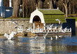 Swan on nest in Tallinn