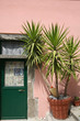 Palmier en pot à l'entrée d'une maison de Corniglia,Italie.