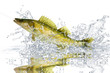 Fische 96