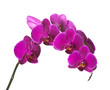 phalaenopsis