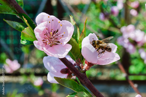Photo: Bee pollinating flowers Bee pollinating flowers