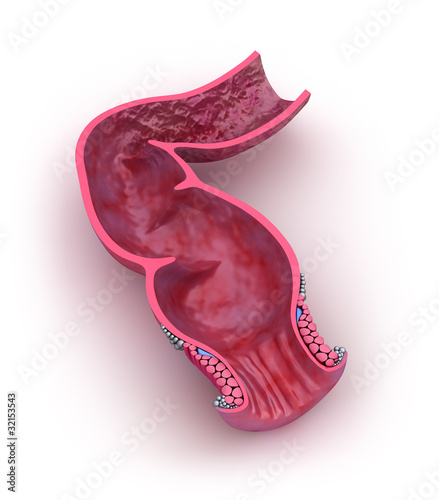 Illustration: Human rectum, 3D model isolated on whitre Human rectum, 3D model isolated on whitre