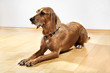 Hund 09