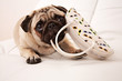 Mops 02