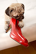 Mops 01
