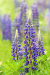 Foto: Lupines Lupines