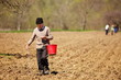 Senior farmer sowing seeds from a bucket