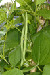 Haricot mangetout grimpant, Phaseolus vulgaris 'Emérite' Haricot mangetout grimpant, Phaseolus vulgaris 'Emérite'