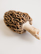 Morel Mushrooms