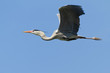 Graureiher im Flug