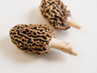 Morel Mushrooms