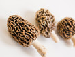 Morel Mushrooms