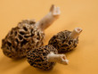 Morel Mushrooms