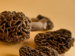 Morel Mushrooms