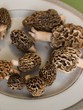 Morel Mushrooms