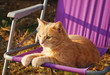 Ginger Tom on Purple Garden Chair