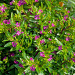 Japanische Myrte - Cuphea hyssopifolia