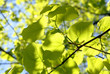Foto: leafs leafs