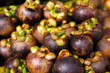 Purple mangosteen Purple mangosteen