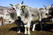 grey cows