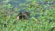 Little Duck