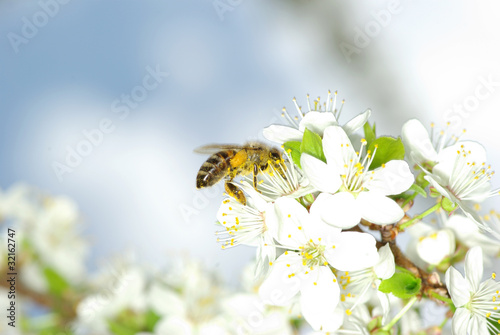 Photo: flower and bee flower and bee