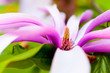 Magnolienblüte, Makro