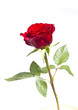 the rose is red the rose is red