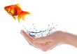 goldfish