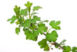Young branches gooseberry Young branches gooseberry