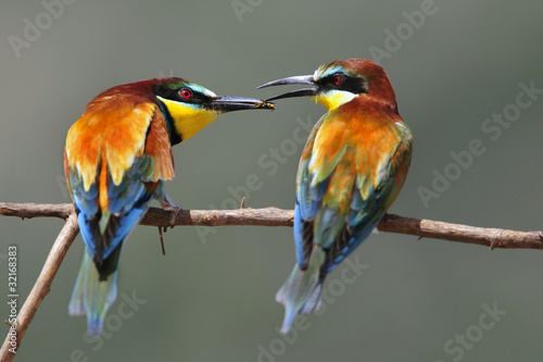 Photo: Love story - the marriage period of bee-eater Love story - the marriage period of bee-eater