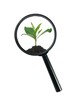 Magnifying Glass