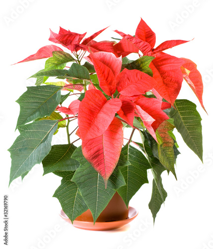 Photo: Beautiful red poinsettia plant isolated on white Beautiful red poinsettia plant isolated on white