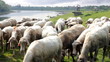 Sheep grazing along the river
