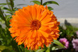 Soucis,fleur orange