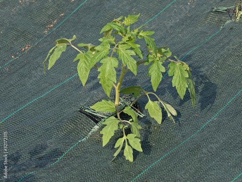 Photo: plant de tomate sur bâche plant de tomate sur bâche