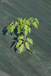plant de tomate sur bâche