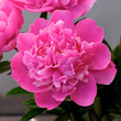 Pink peony 00