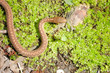Garter Snake