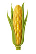 fresh corn
