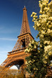 Eiffel Tower with blossoming tree in Paris, France
