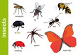 owady / insects